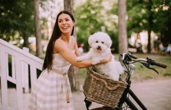 woman putting a bichon frise into a dog basket on a bike