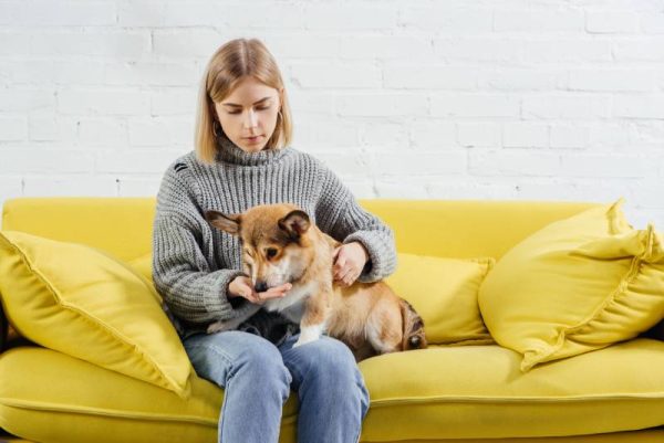 Woman sitting on sofa and giving treat to Corgi