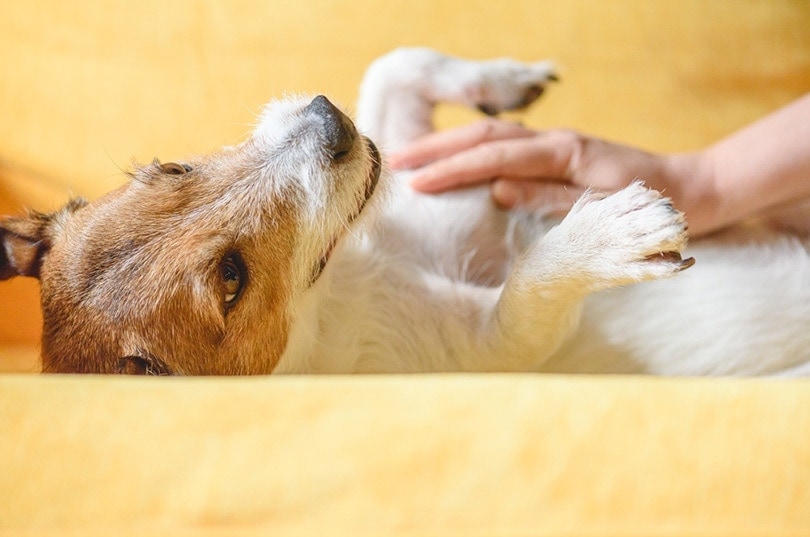 woman strokes and massages domestic dogs belly on couch