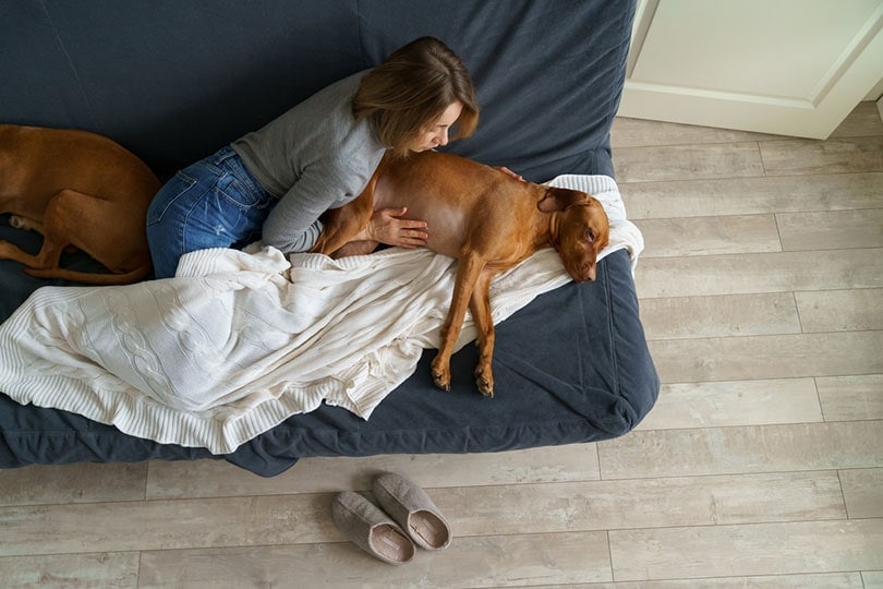 woman touching dog's stomach on couch