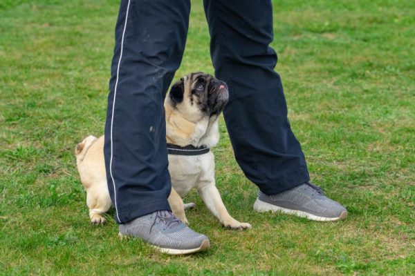 woman trainer teaching pug dog