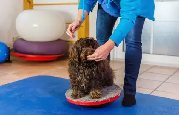 woman training a Havanese dog using training device and treats