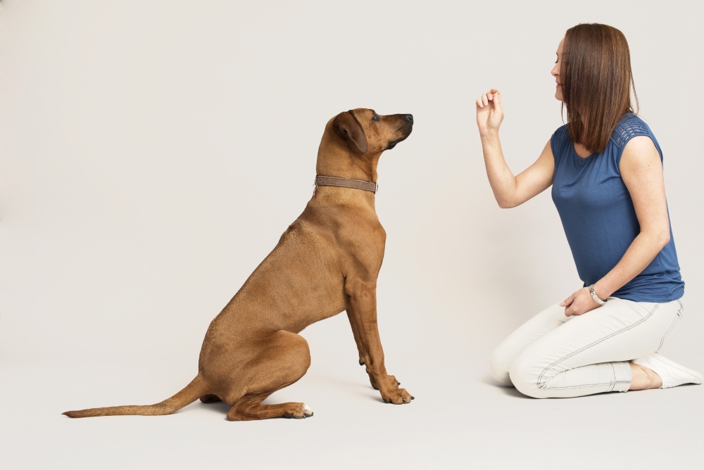 woman training a brown dog