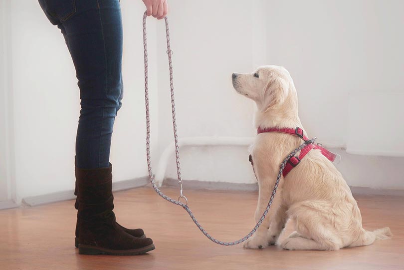 woman training a golden retriever puppy