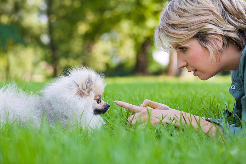 woman training a pomeranian