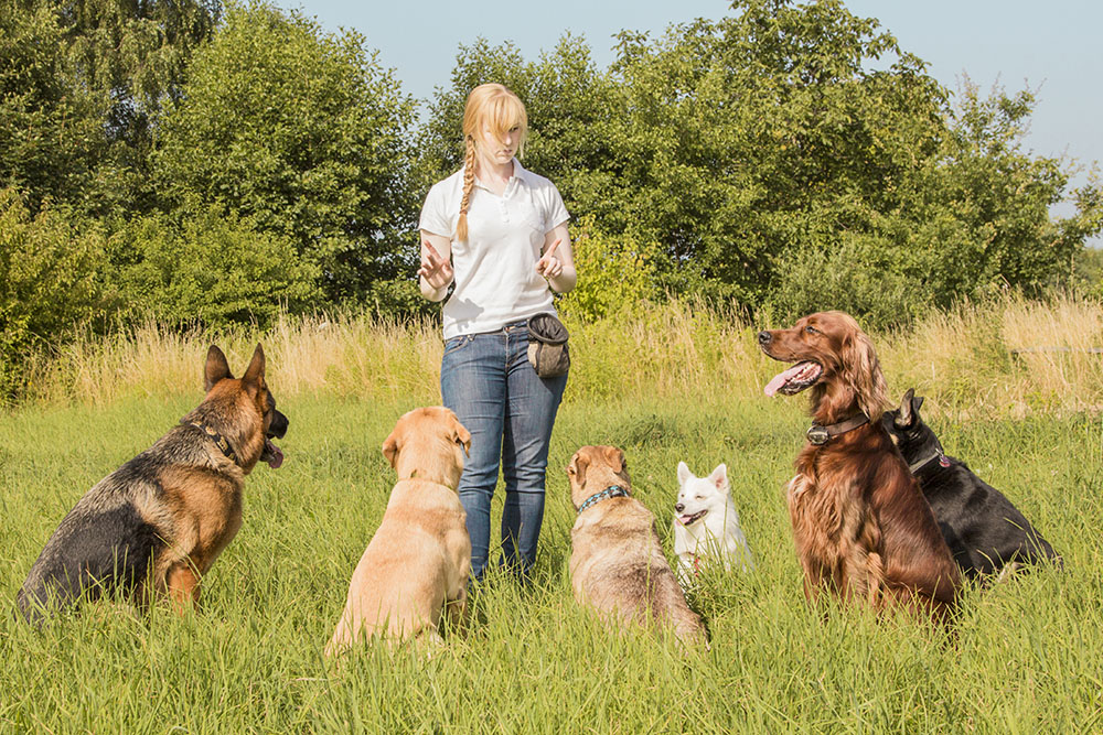woman training dogs to settle down