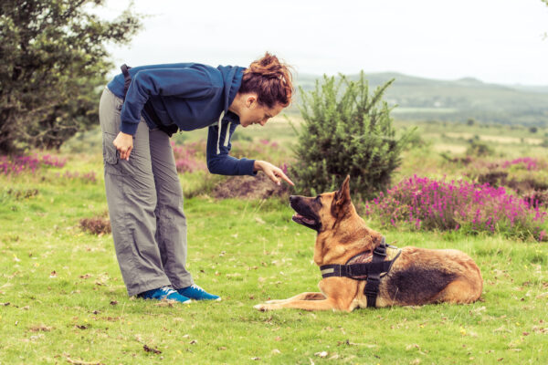 woman training german shepherd dog