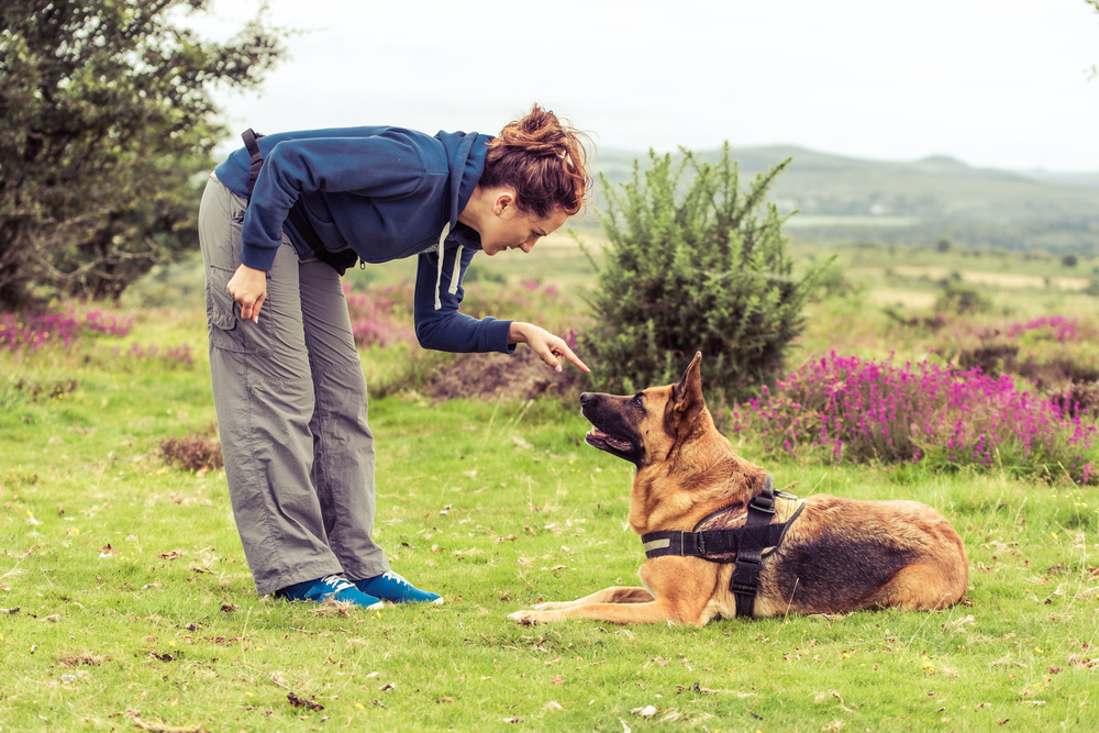 woman training german shepherd dog