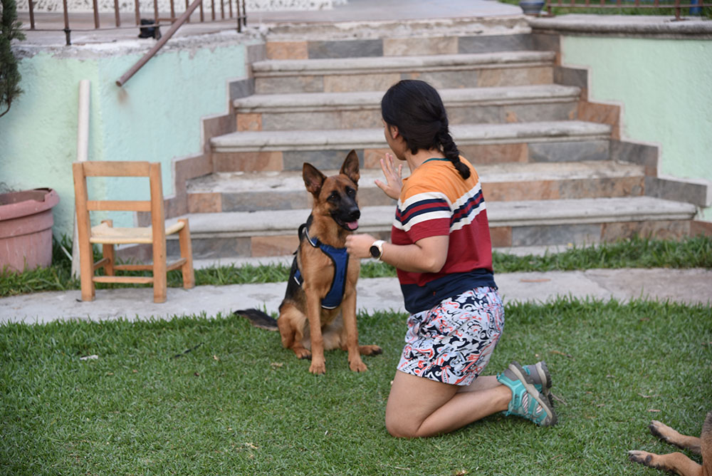 woman training german shepherd to stop