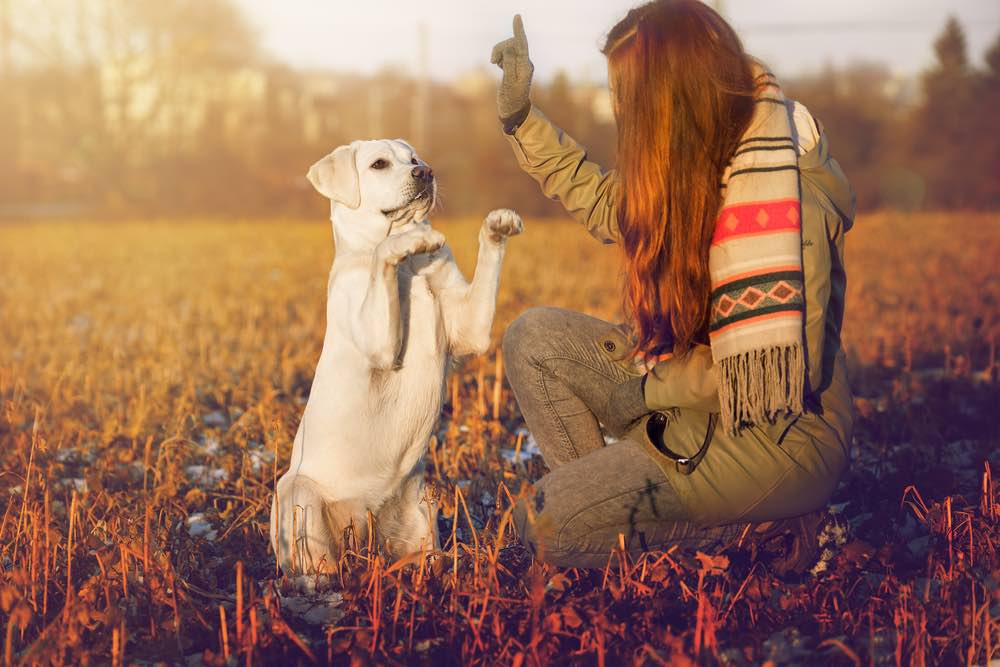 woman training Labrador tricks in field