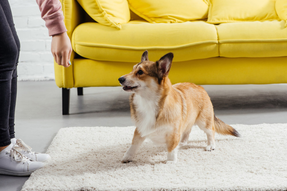 woman training pembroke welsh corgi dog at home