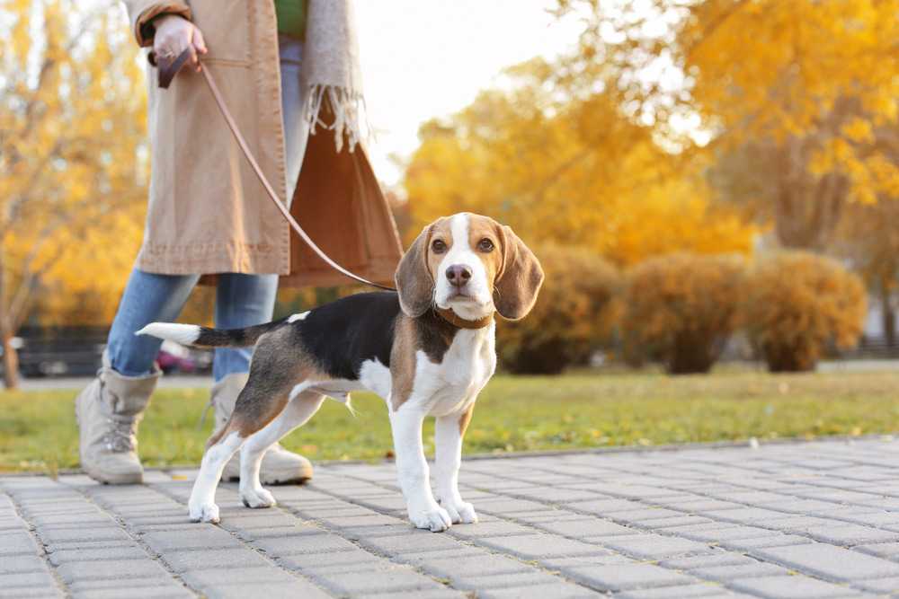 woman walking her beagle dog at the park