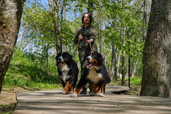 woman walking two bernese mountain dog