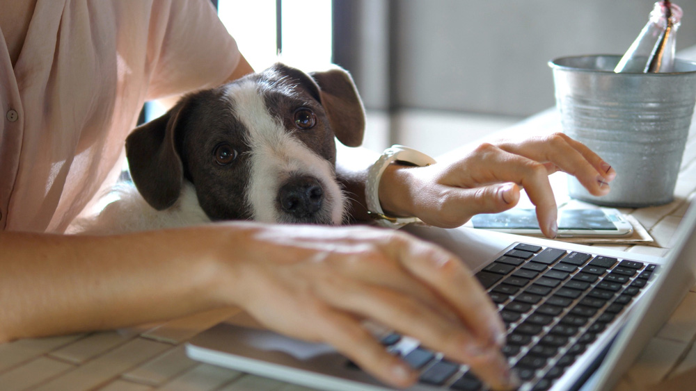 woman working on her laptop with dog on her lap