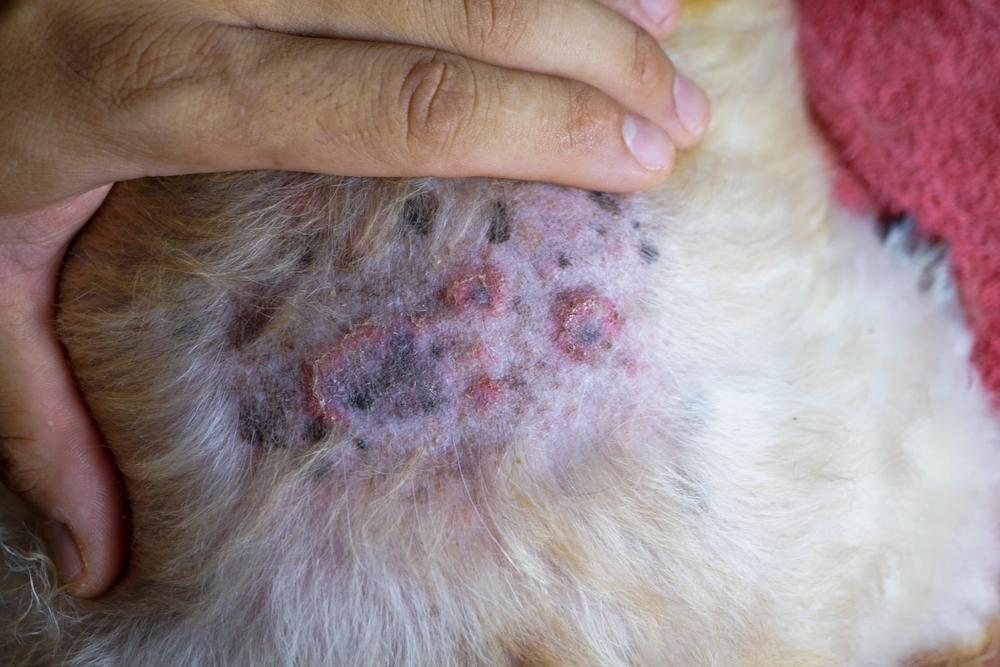 wounds on the dog's skin become inflamed