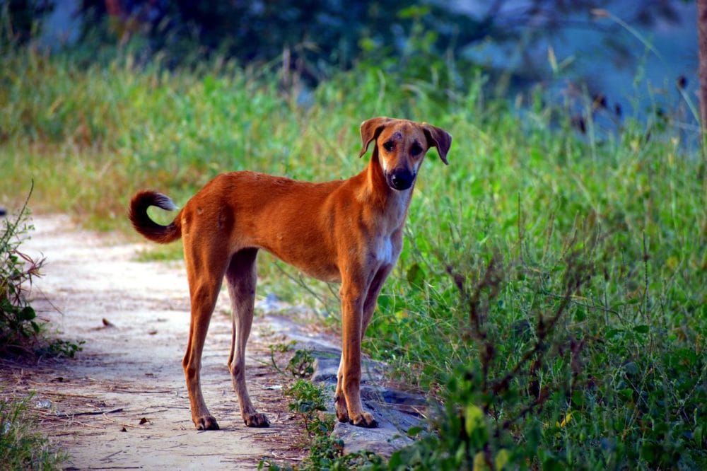 yellow pariah dog
