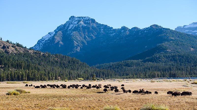 yellowstone national park