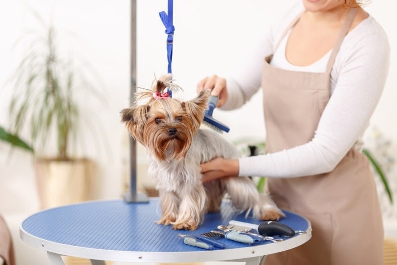 yorkie being groomed on table