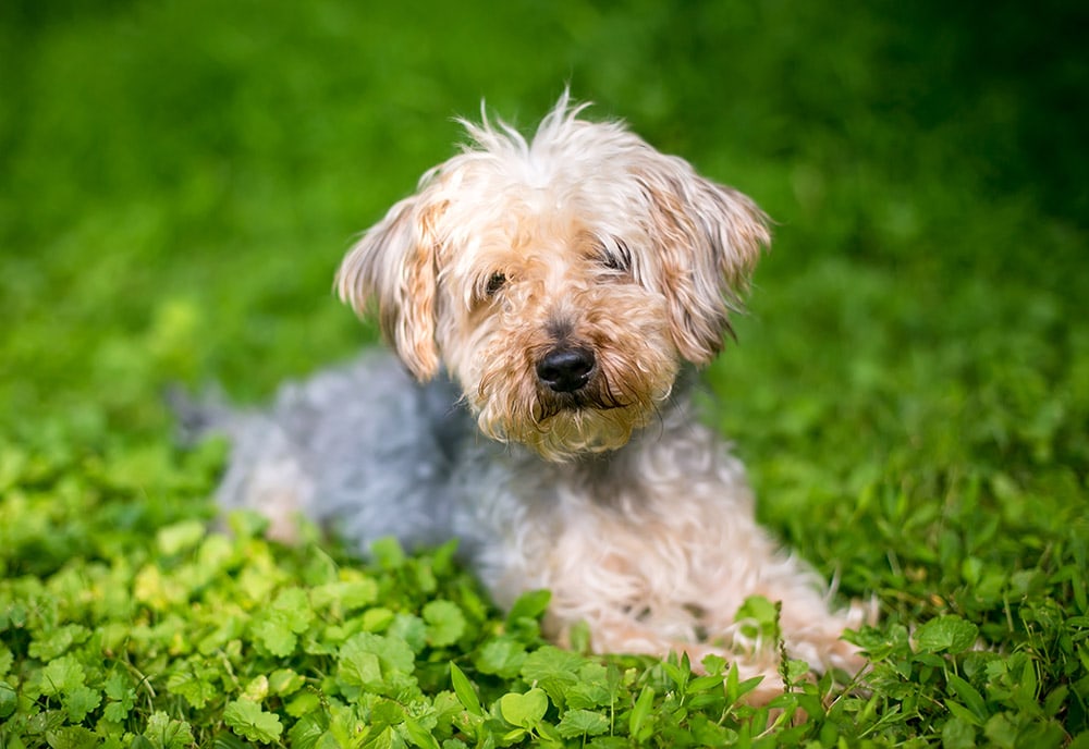 YorkiePoo dog lying on the grass