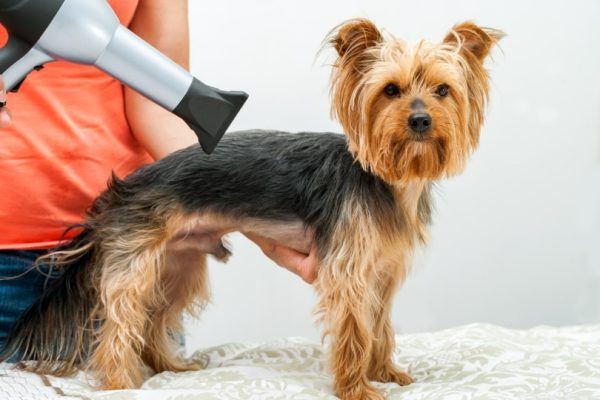 yorkshire dog being groomed