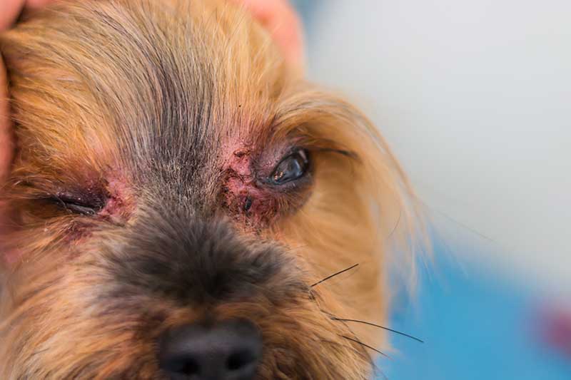 yorkshire terrier dog breed with fungal infection
