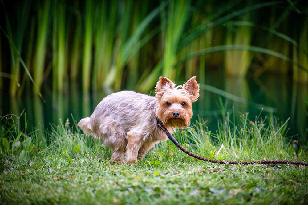 Yorkshire Terrier dog pooping