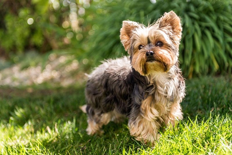 yorkshire-terrier-dog-standing-on-grass