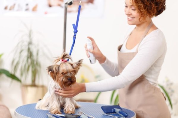 yorkshire terrier grooming