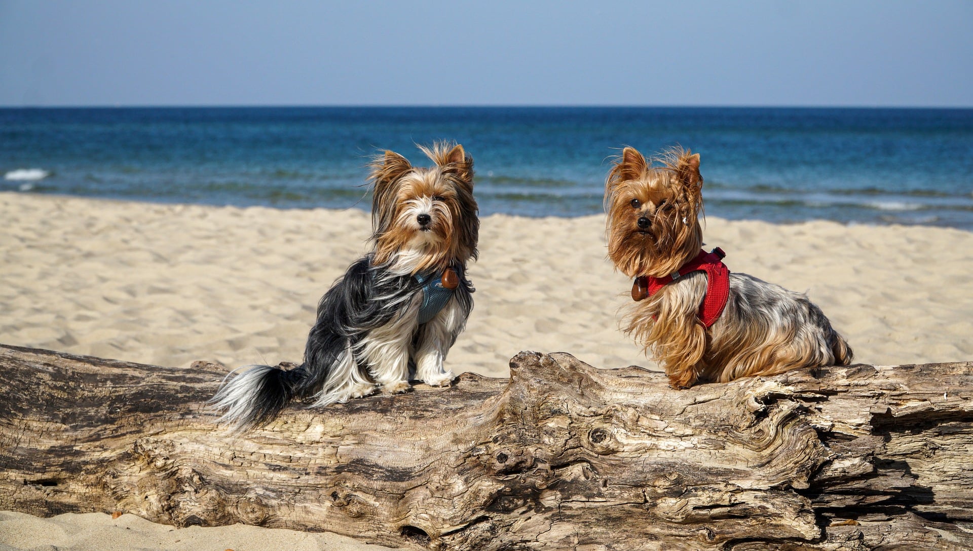 yorkshire-terrier-in-the-beach