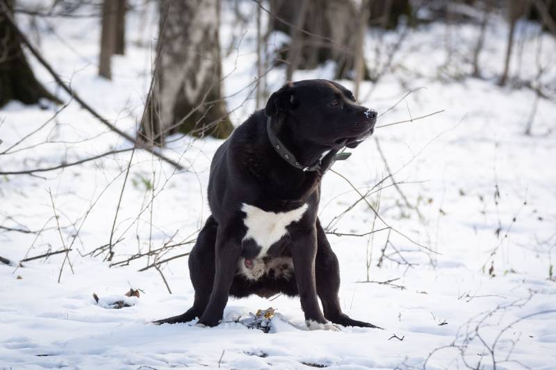 young Black dog poops in the Park in winter on the snow