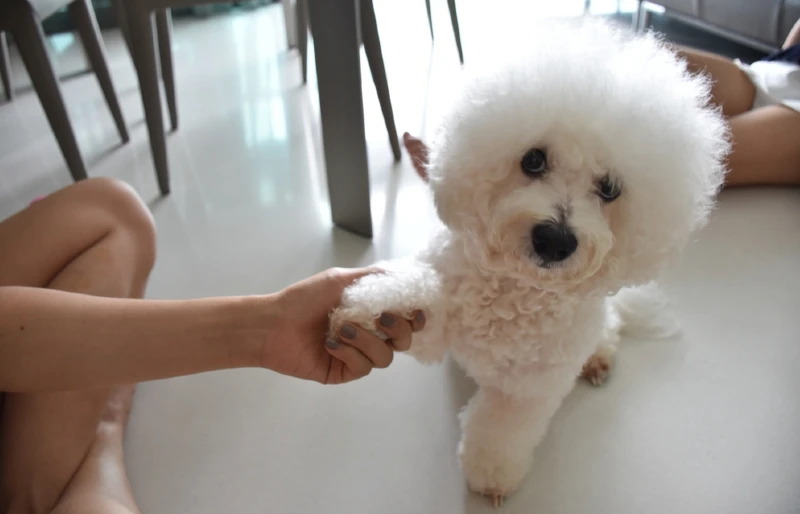young bichon frise dog being trained to shake hands