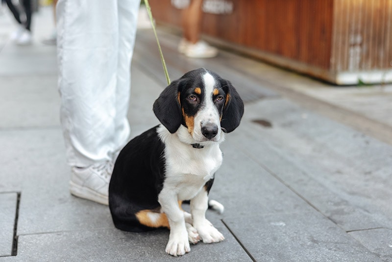 young Drever dog going for a walk