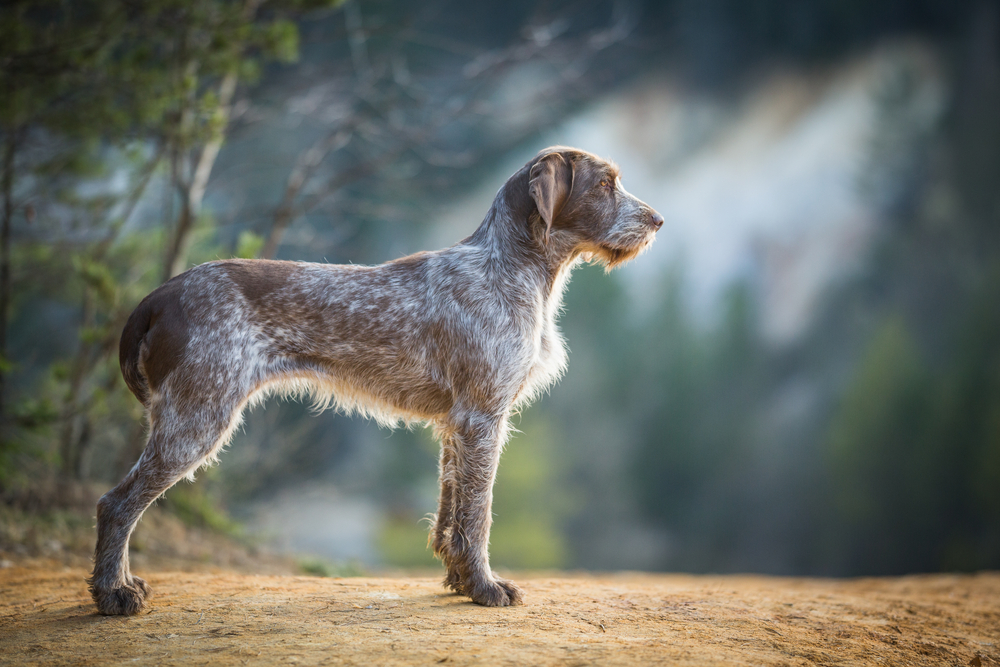 young female Italian spinone posing in a sand quarry