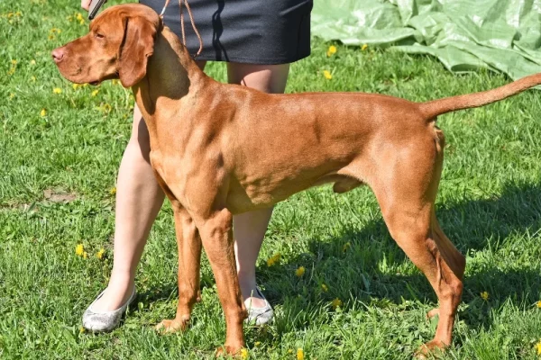 Young leashed Vizsla dog with a woman standing on grass outdoors