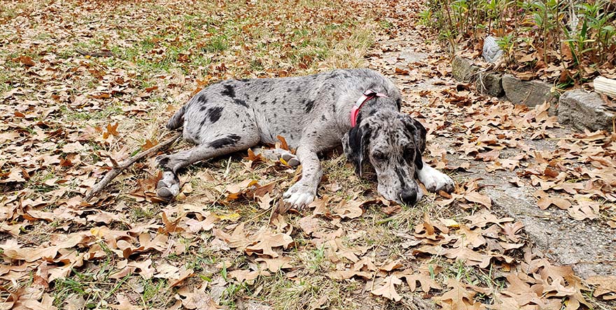 young merle Great Danoodle