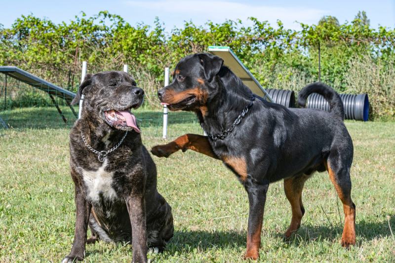 young rottweiler playing with a cane corso in a garden