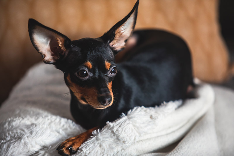 young russian toy terrier dog