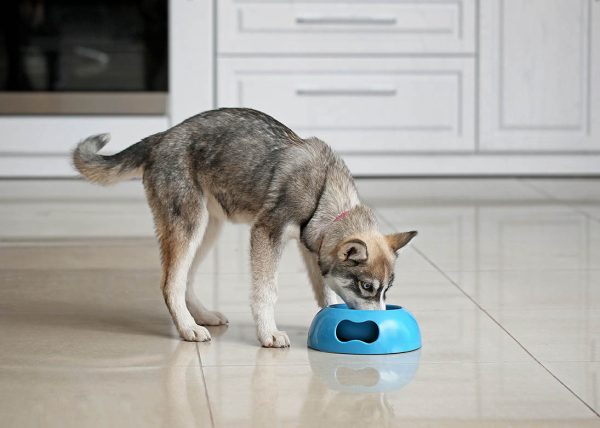 young siberian husky eating