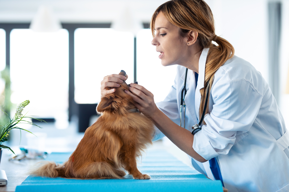 young veterinarian woman examining teeth and mouth of cute lovely pomeranian dog at veterinary clinic