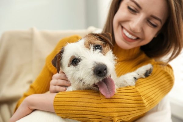 young woman owner with her cute Jack Russell Terrier at home