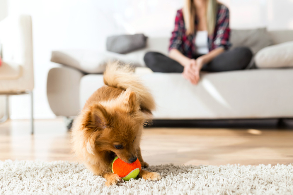 young woman with her dog playing with ball at home