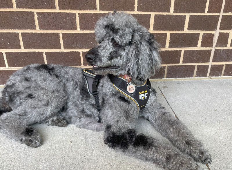zeta lying on the concrete ground wearing julius k9 longwalk harness