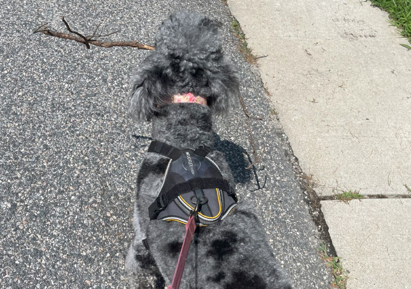 zeta walking on the road wearing julius k9 longwalk harness