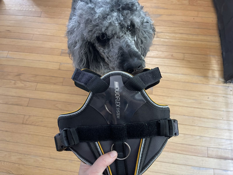 zeta with julius k9 longwalk harness