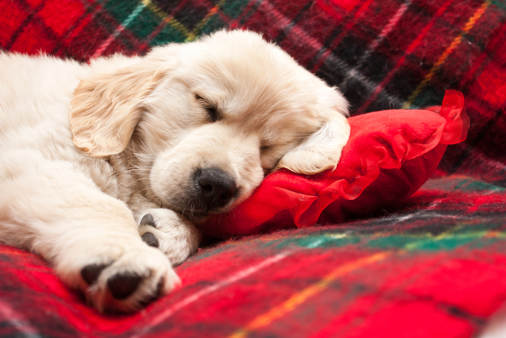 10-week old Golden Retriever puppy sleeping