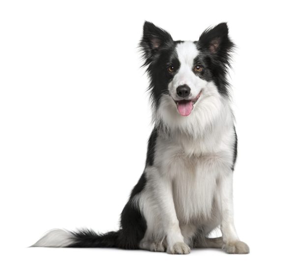 18-month-old Border Collie portrait