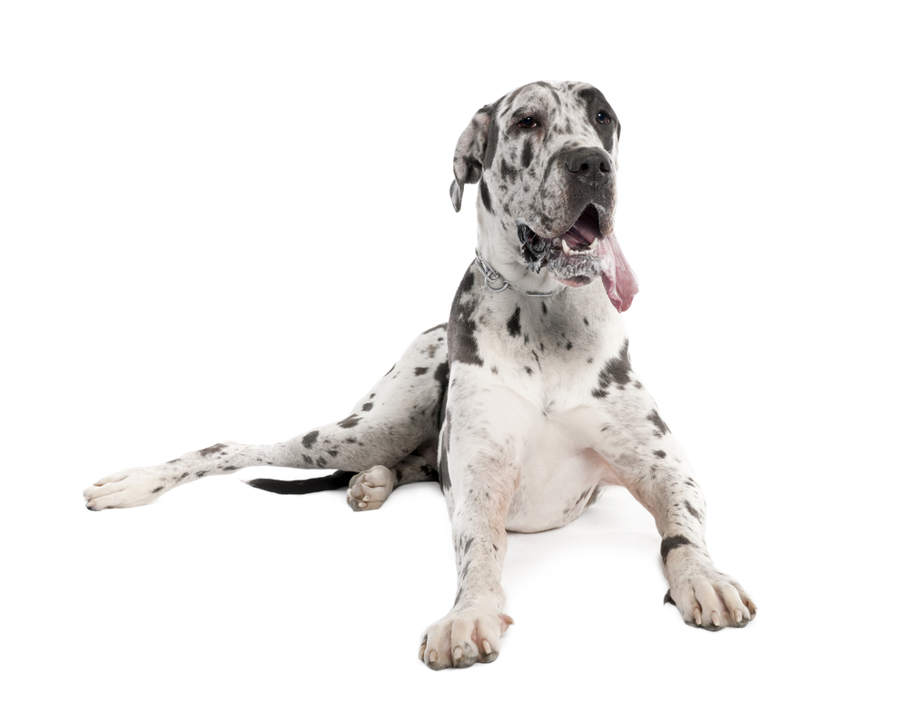 18-month-old Harlequin Great Dane