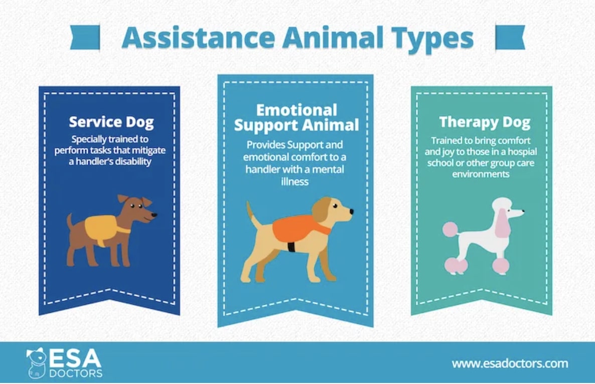 19. Types of assistance animals - ESA Doctors Letter Service Review 2024: Our Expert’s Breakdown