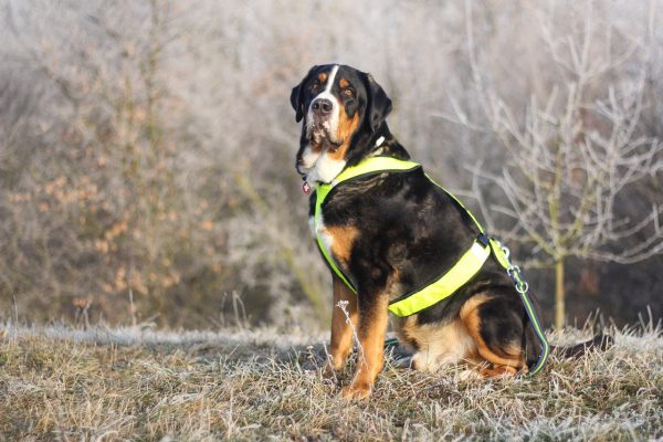 greater swiss mountain, dog