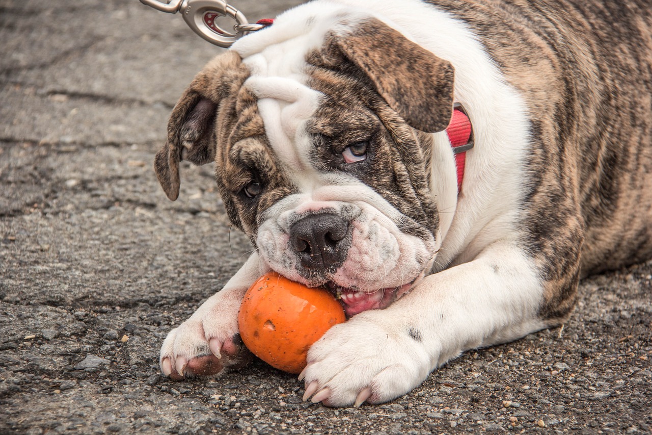 english bulldog, dog, animal